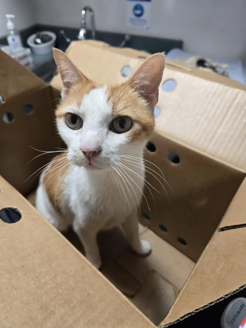 A senior large-sized male Domestic Short Hair cat named Pishi for adoption in Chatsworth, CA