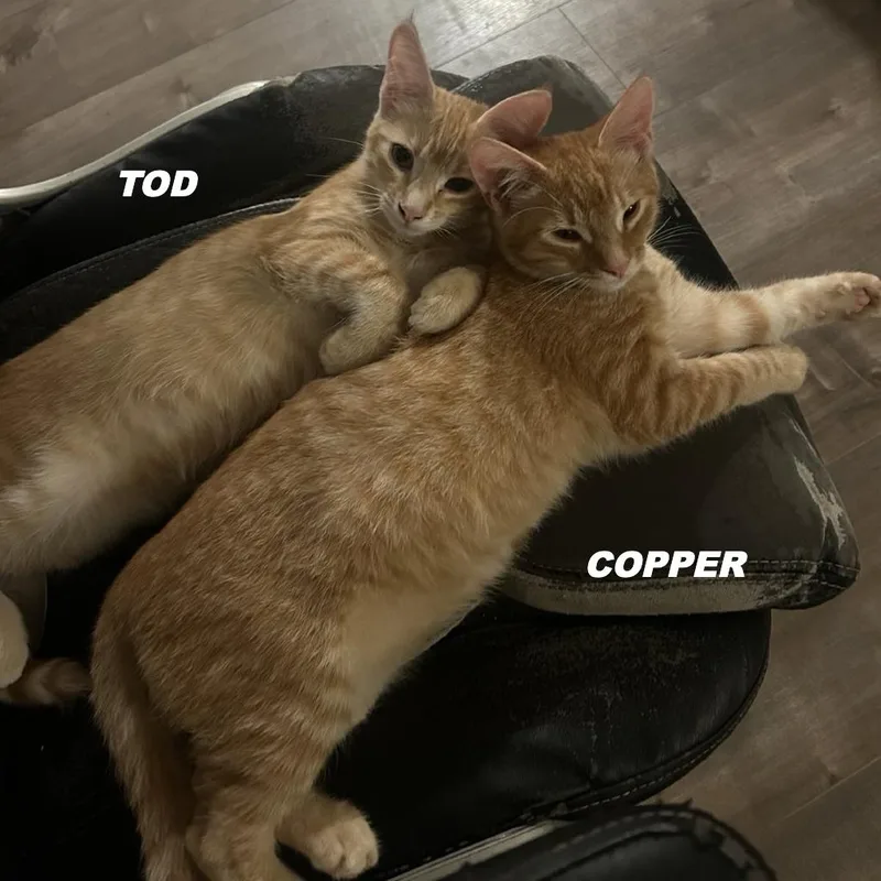 A young small-sized male Orange / Red Domestic Short Hair cat named Tod for adoption in Elverta, CA
