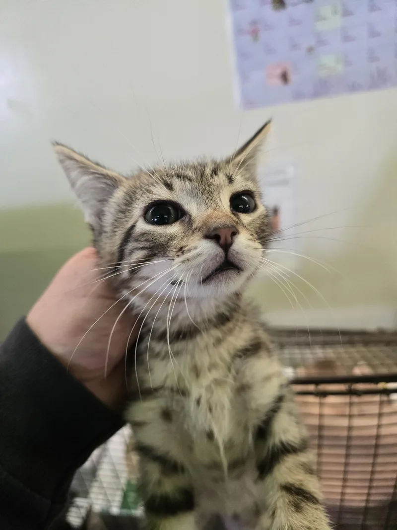 A baby small-sized male Domestic Short Hair cat named Cricket for adoption in Los Angeles, CA