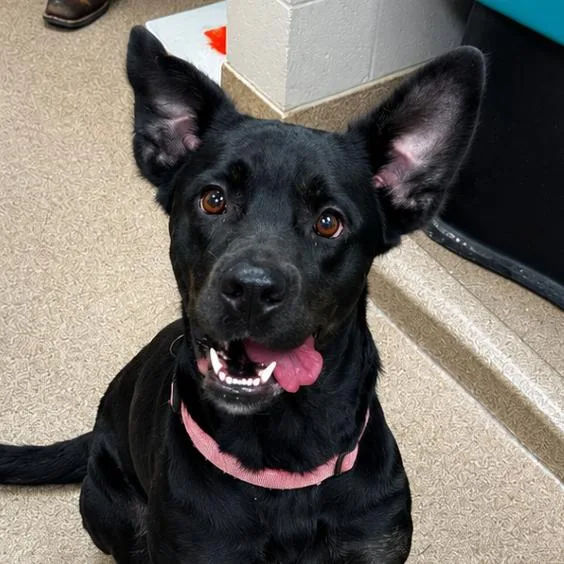 An adult large-sized female Black Labrador Retriever dog named Battie for adoption in Hinesville, GA