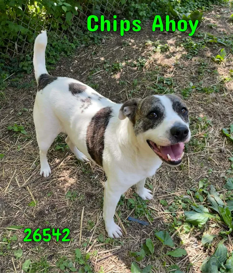 Chips Ahoy