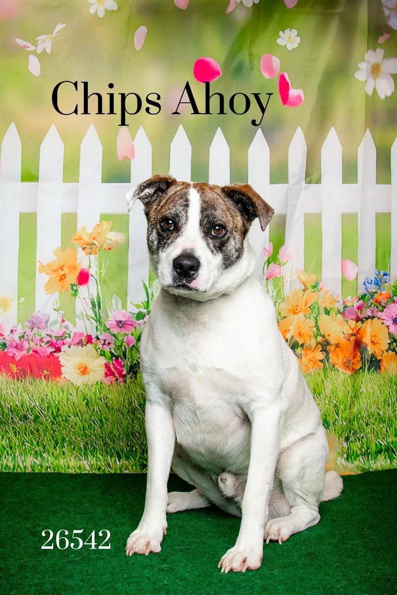 Chips Ahoy thumbnail 3