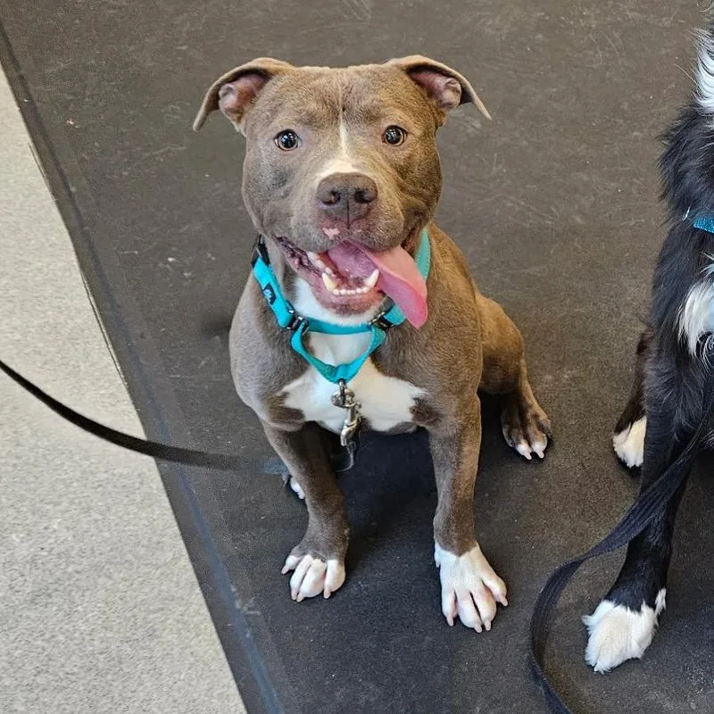 An adult medium-sized male Gray / Blue / Silver Pit Bull Terrier dog named Ziti for adoption in Concord, NH