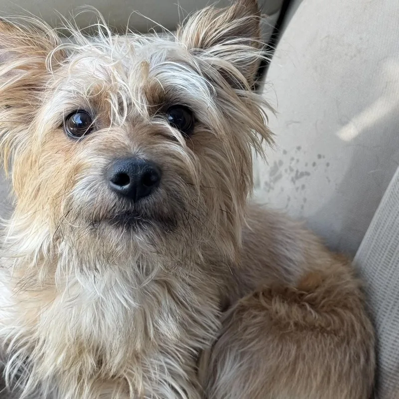 An adult small-sized male Yellow / Tan / Blond / Fawn Yorkshire Terrier dog named Paul for adoption in Pelham, NH