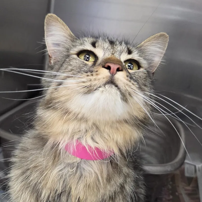 A young medium-sized female Brown / Chocolate Domestic Short Hair cat named Rebecca for adoption in Auburn, AL