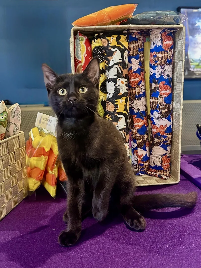 A baby medium-sized male Black Domestic Short Hair cat named Dupioni for adoption in Apex, NC