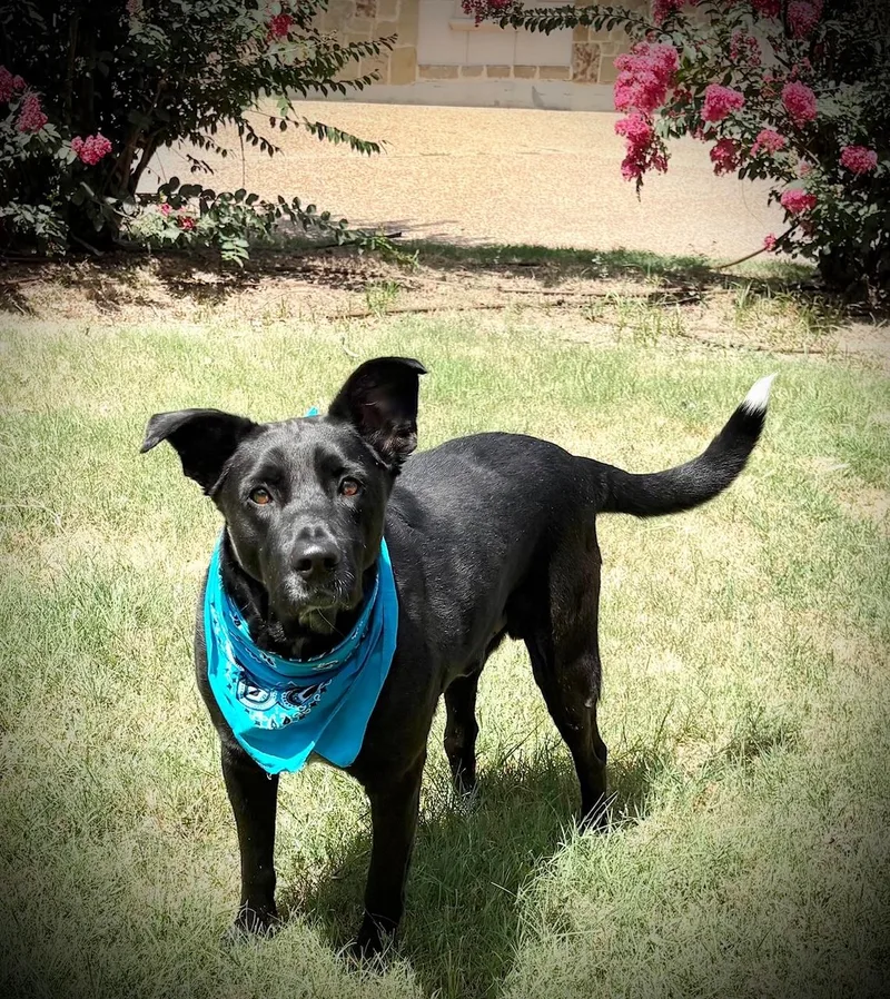 An adult medium-sized male Black Labrador Retriever dog named Pepper for adoption in Lavon, TX