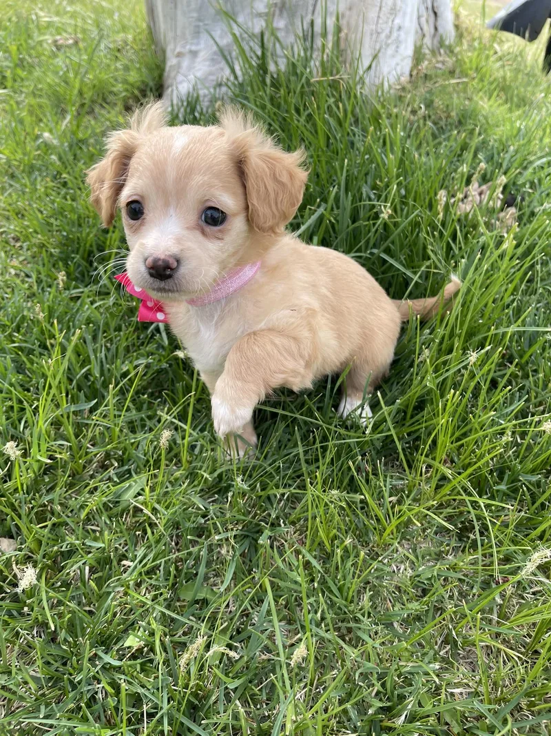 Creamsicle thumbnail 2