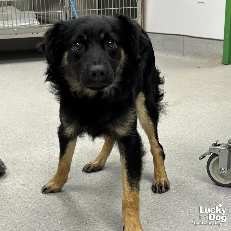 A baby medium-sized male Australian Shepherd dog named Pedro for adoption in Washington, DC