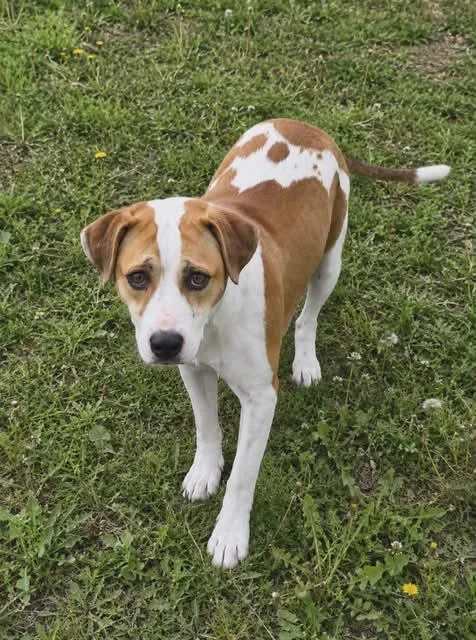 A young large-sized female Terrier dog named Morgan for adoption in Pompano Beach, FL