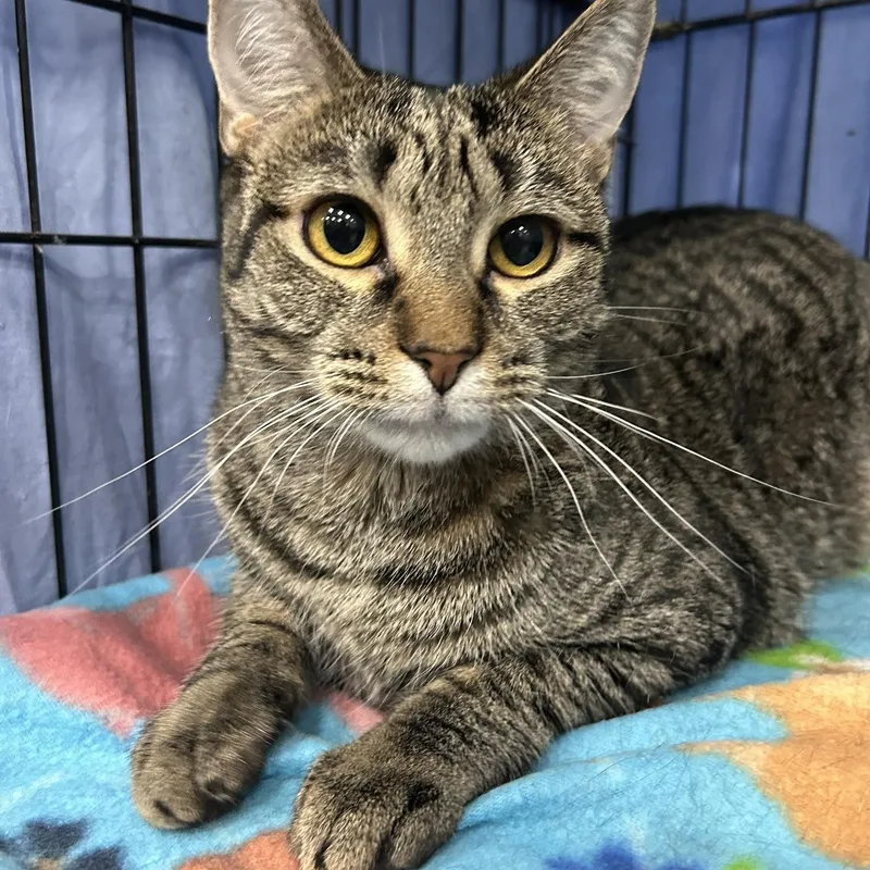 An adult medium-sized female Black Domestic Short Hair cat named Koza & Rhys for adoption in Mokena, IL