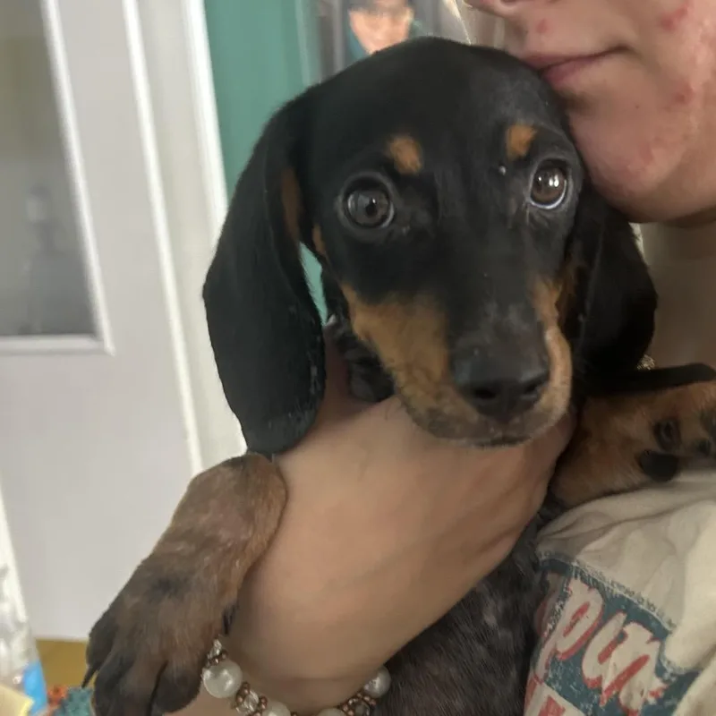 A baby small-sized male Black Bluetick Coonhound dog named Corey for adoption in Starkville, MS