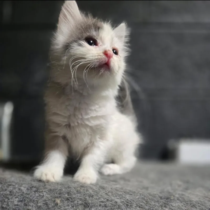A baby small-sized female White Domestic Short Hair cat named Chunk for adoption in Evensville, TN