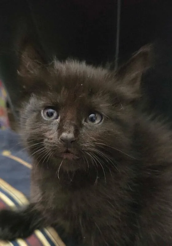 Binxy  Hocus Pocus