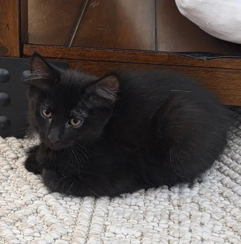 Binxy  Hocus Pocus thumbnail 2