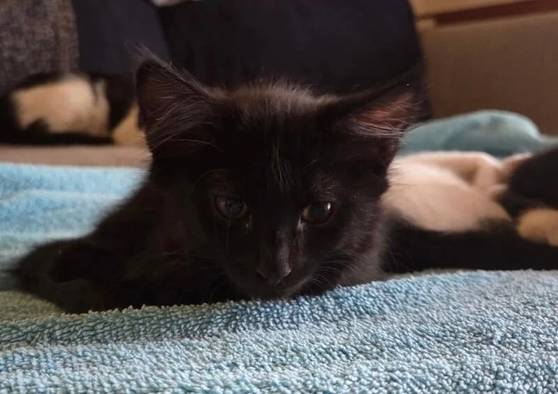 Binxy  Hocus Pocus thumbnail 3