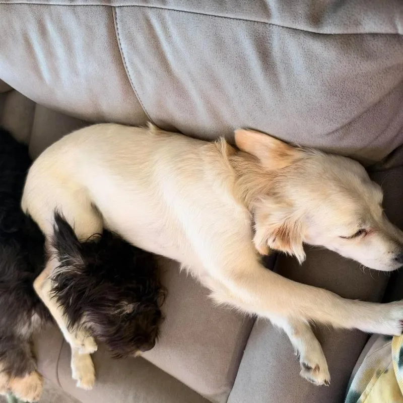 A baby medium-sized female Yellow / Tan / Blond / Fawn Terrier dog named Kayli for adoption in Alma, WI
