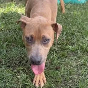 A young medium-sized male Brown / Chocolate Black Mouth Cur dog named Jim for adoption in Williston, VT