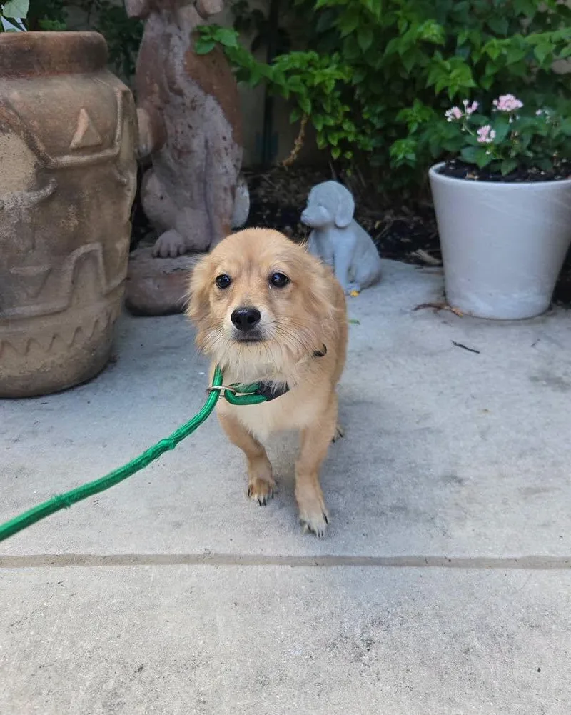 A baby small-sized male Apricot / Beige Chihuahua dog named Creek for adoption in Winsted, CT
