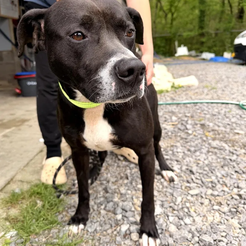 An adult medium-sized male Black American Staffordshire Terrier dog named Teddy for adoption in Trenton, GA