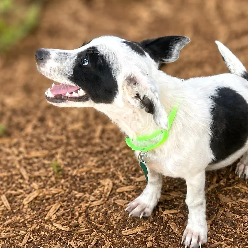 A young small-sized female White / Cream Rat Terrier dog named Jean for adoption in Boerne, TX