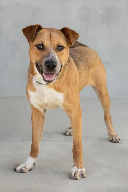 A baby medium-sized male Boxer dog named Julius for adoption in Greeley, CO