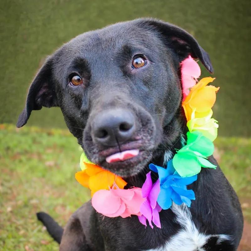 An adult large-sized female Black Mixed Breed dog named Designer for adoption in Lake Jackson, TX