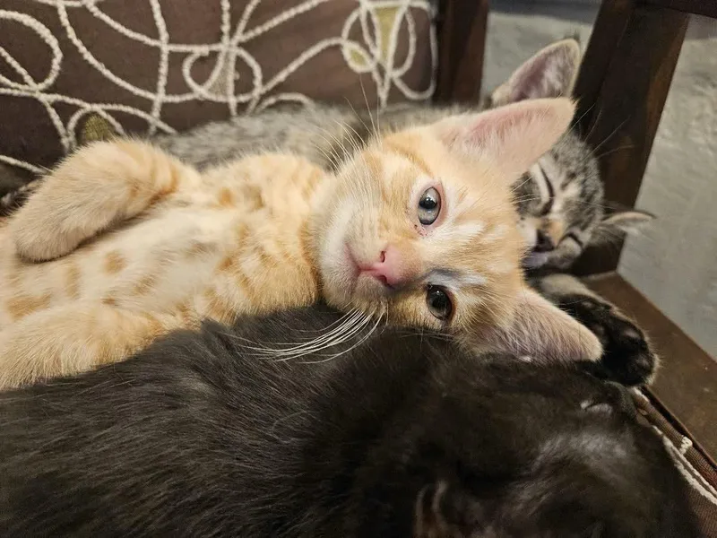 A baby medium-sized male Tabby (Orange / Red) Tabby cat named Zeke for adoption in Georgetown, KY