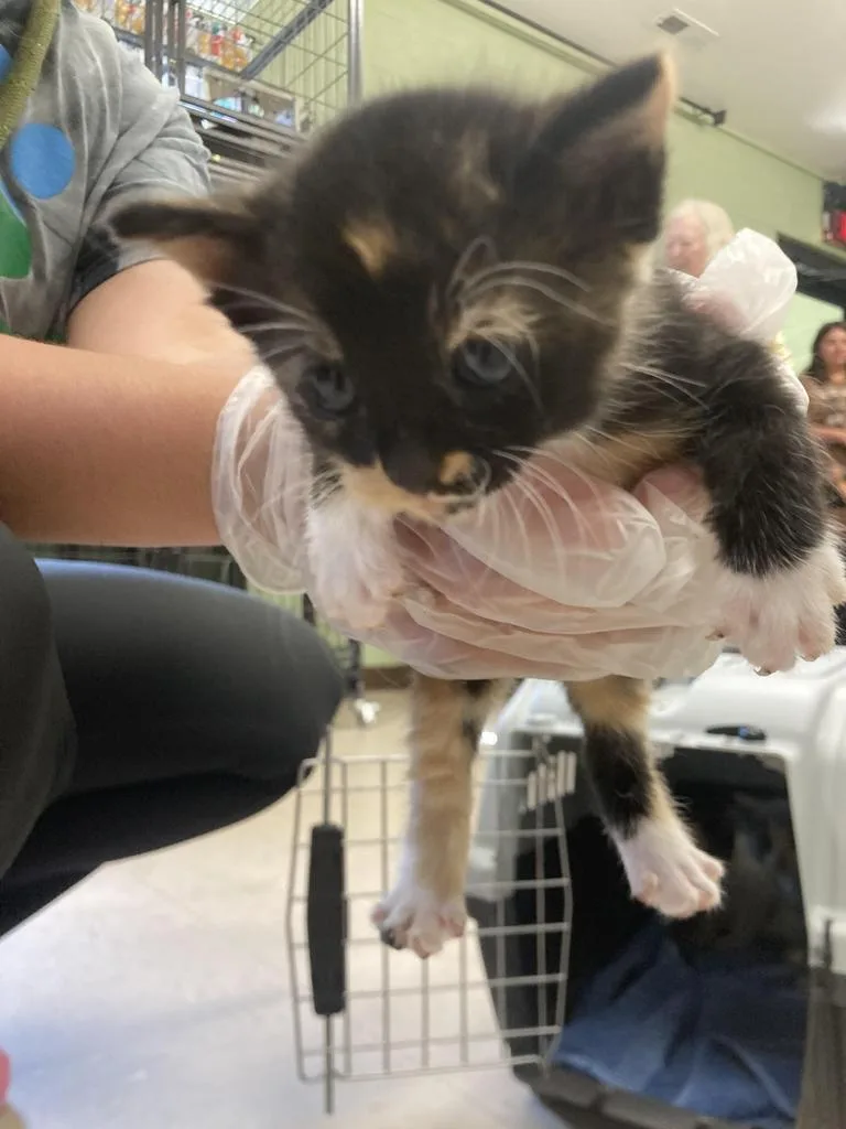 A baby medium-sized female Domestic Short Hair cat named Eclair for adoption in Burnsville, NC
