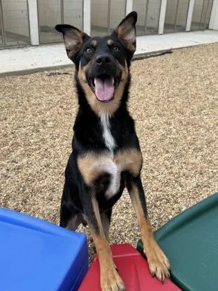 An adult medium-sized male Shepherd dog named Ranger for adoption in New Orleans, LA
