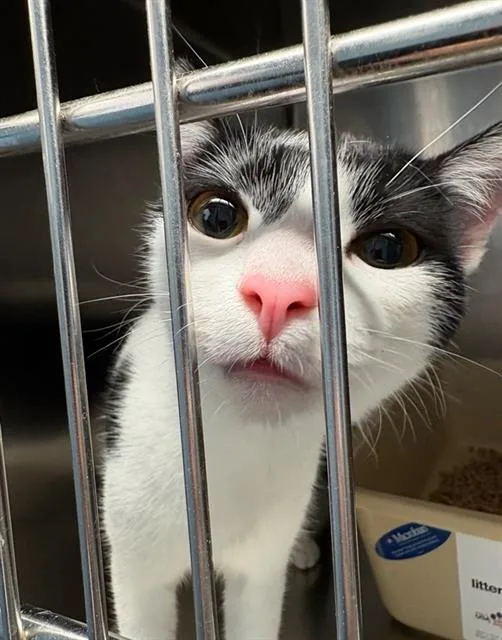A young medium-sized female Domestic Medium Hair cat named Fig for adoption in Sugar Land, TX