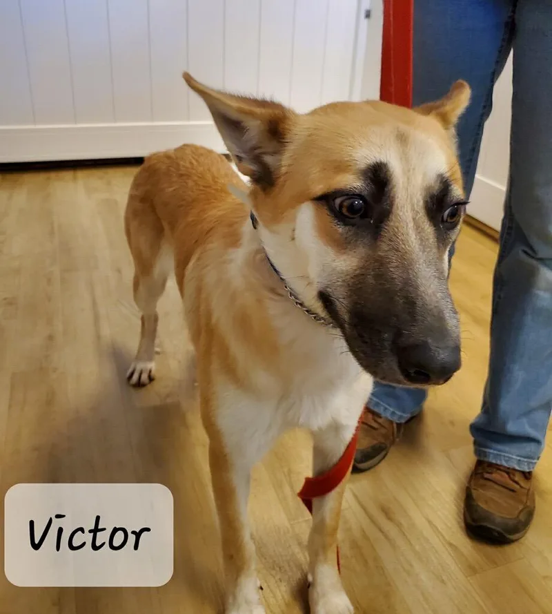 An adult medium-sized male Yellow / Tan / Blond / Fawn German Shepherd Dog dog named Victor for adoption in Shingle Springs, CA