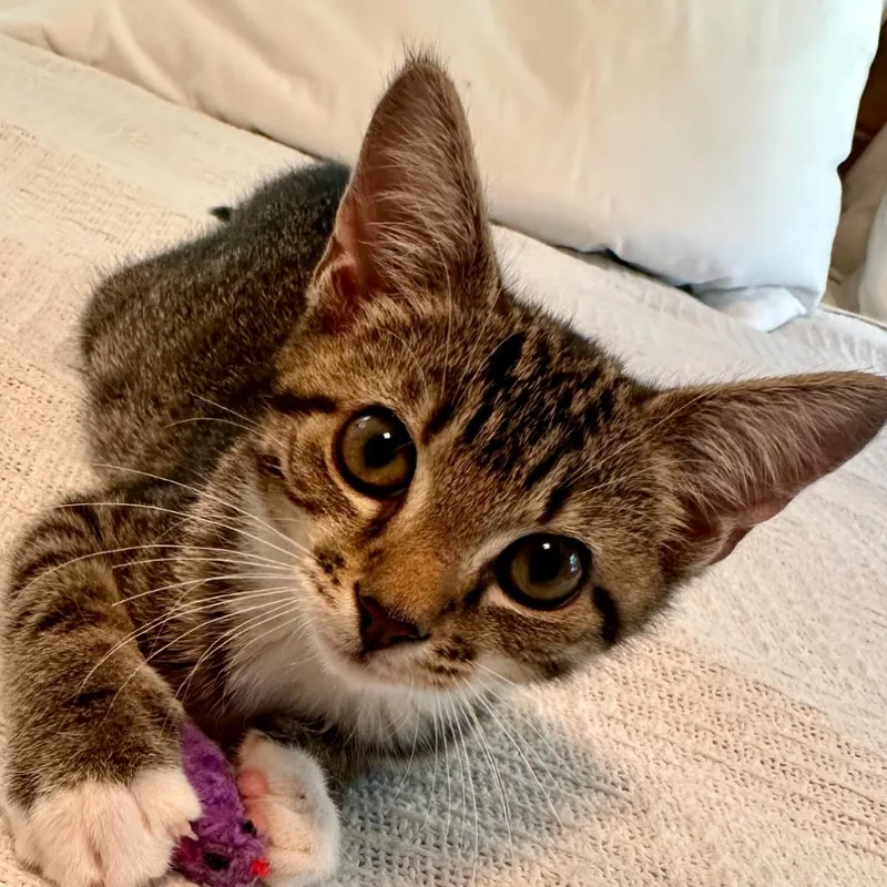 A baby small-sized female Brown / Chocolate Domestic Short Hair cat named Daphne for adoption in Peachtree City, GA