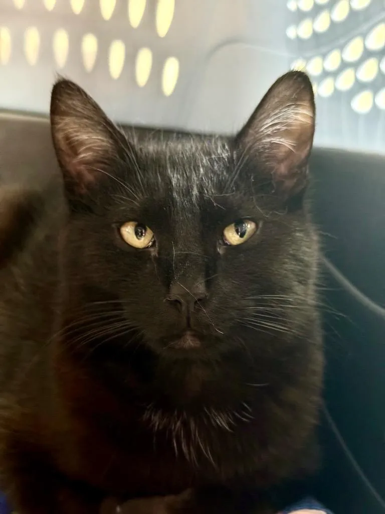 Sparkshine thumbnail 2