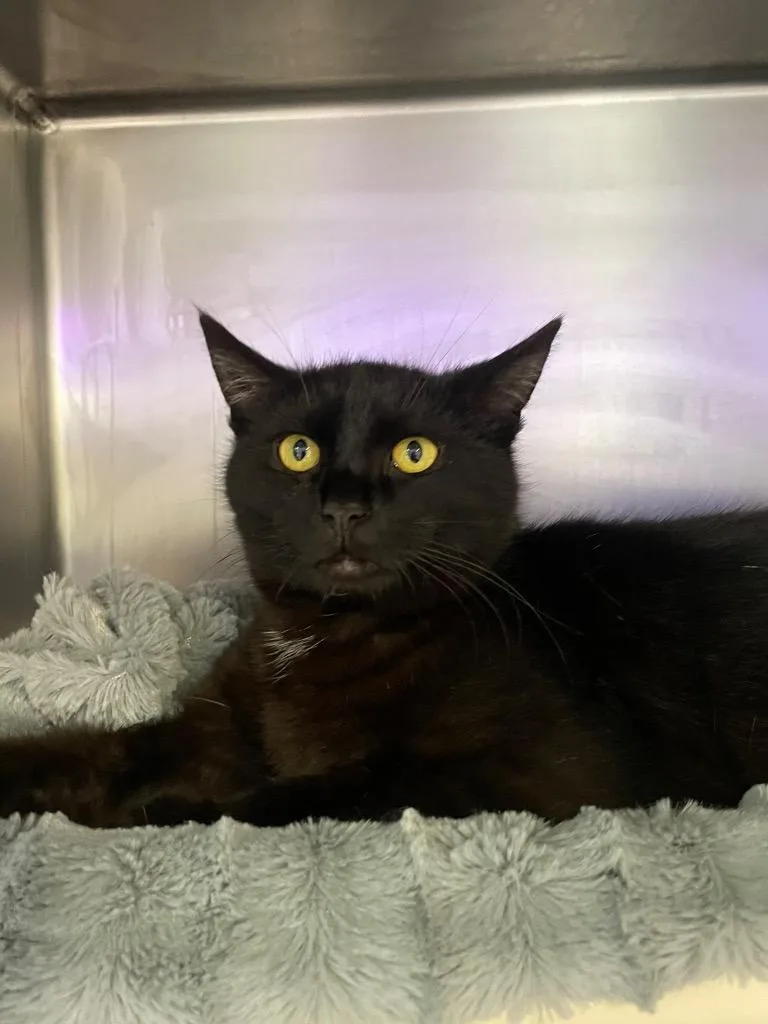 Sparkshine thumbnail 3