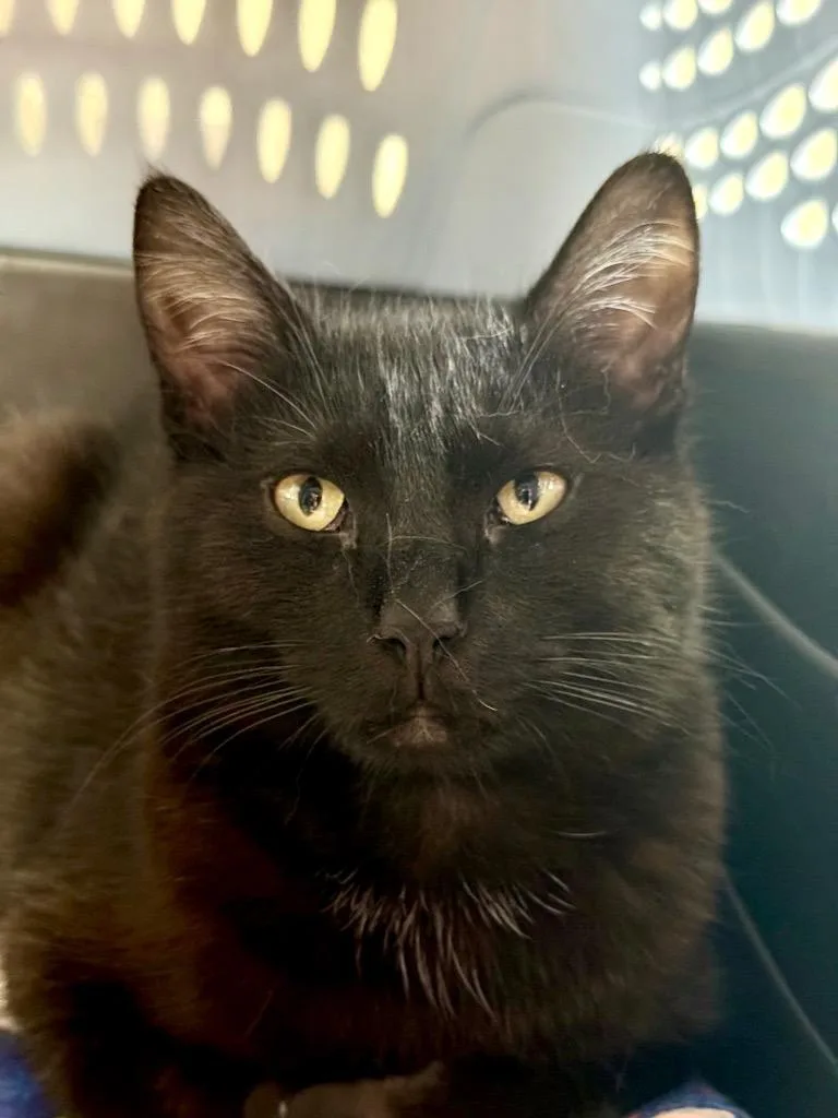 Sparkshine thumbnail 4