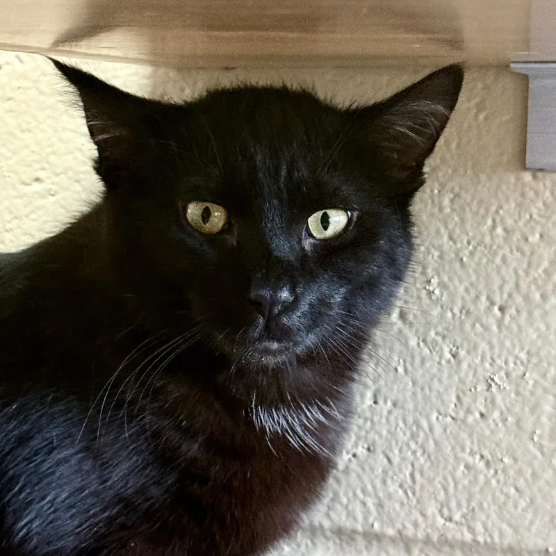 Sparkshine thumbnail 5