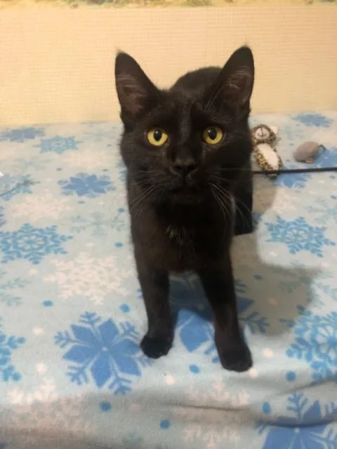 Sparkshine thumbnail 6