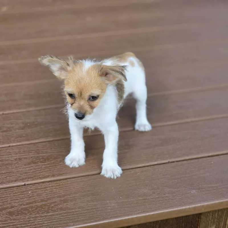A baby small-sized male Brown / Chocolate Terrier dog named Caleb for adoption in Santa Fe, TX