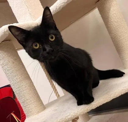 A young medium-sized male Black Domestic Short Hair cat named Henry for adoption in Kansas City, MO
