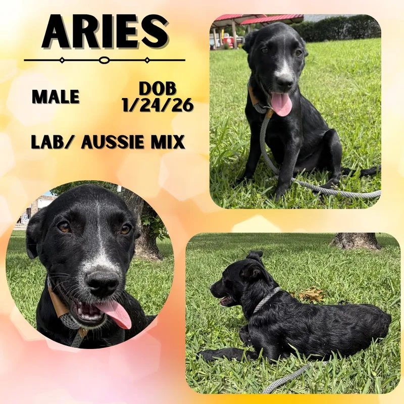 A baby medium-sized male Black Australian Shepherd dog named Aries for adoption in Caldwell, TX