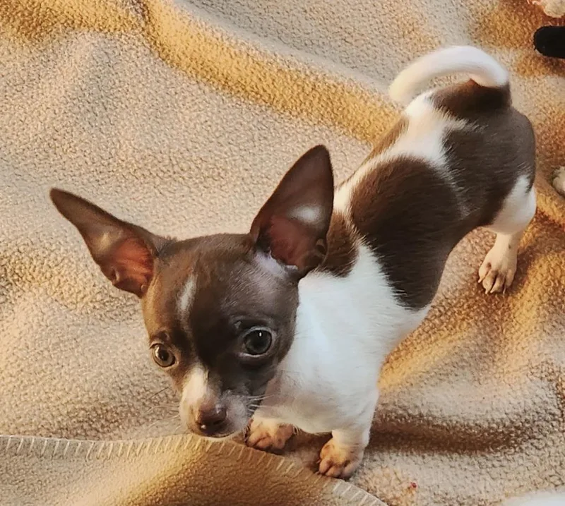 A baby small-sized female Chihuahua dog named Tina Fey for adoption in Fall River, MA