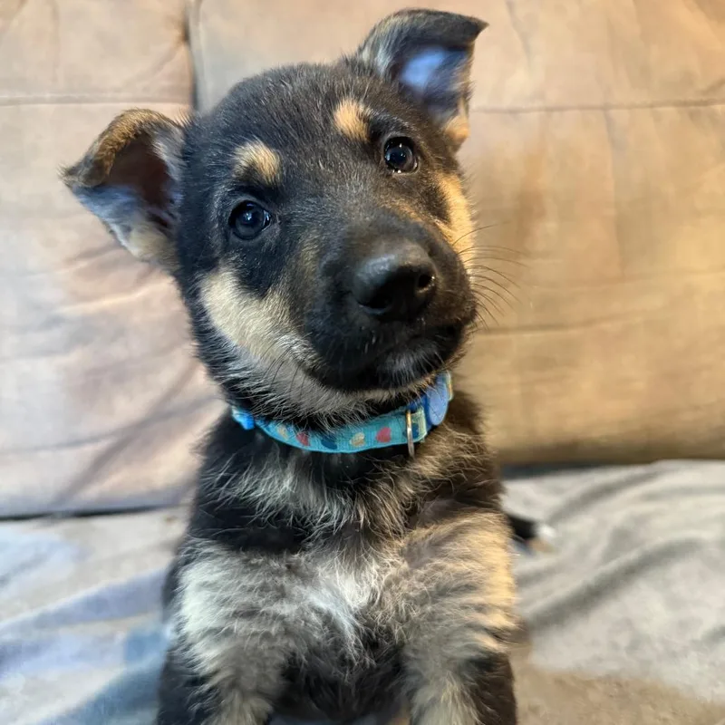 A baby small-sized female Black German Shepherd Dog dog named Penelope for adoption in Stagecoach, NV