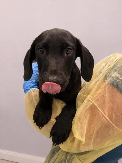 A young medium-sized male Labrador Retriever dog named Brad for adoption in Gulfport, MS