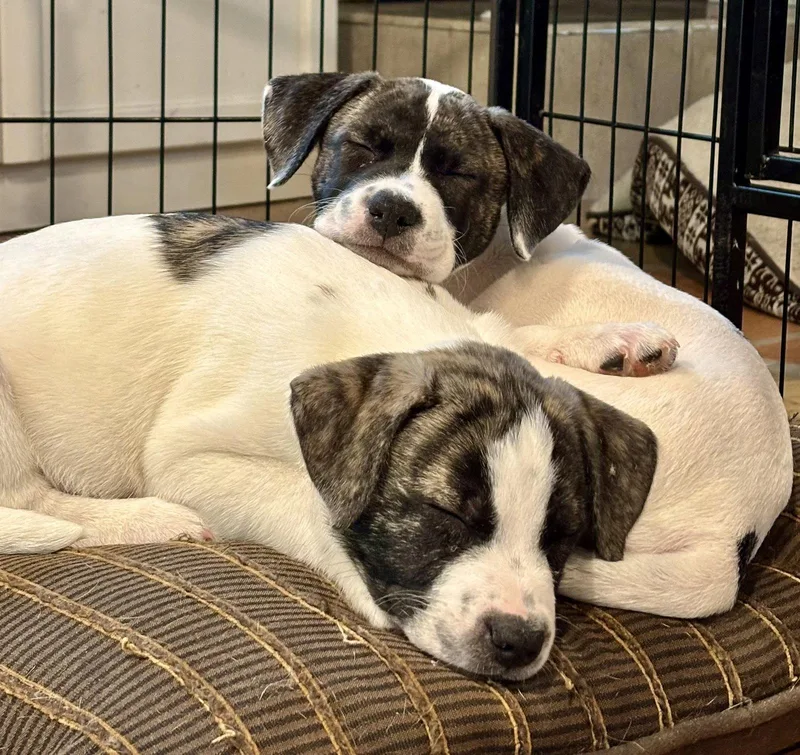 A baby medium-sized female Anatolian Shepherd dog named Betty for adoption in Royal Palm Beach, FL
