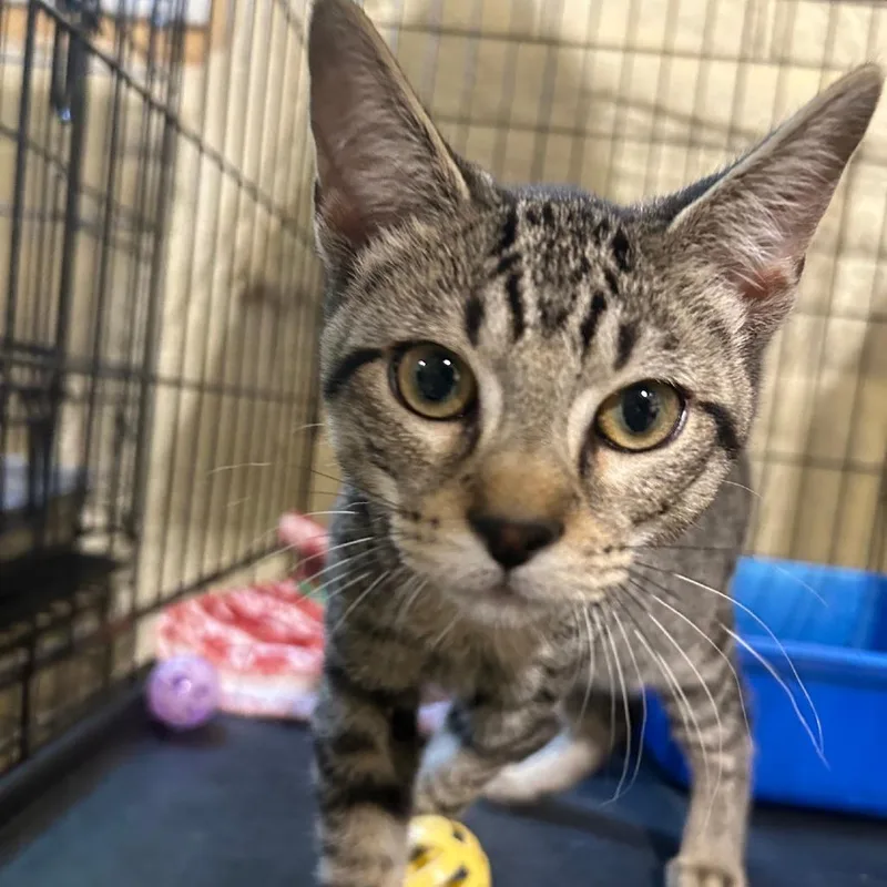 A baby medium-sized male Domestic Short Hair cat named Toester for adoption in Hattiesburg, MS