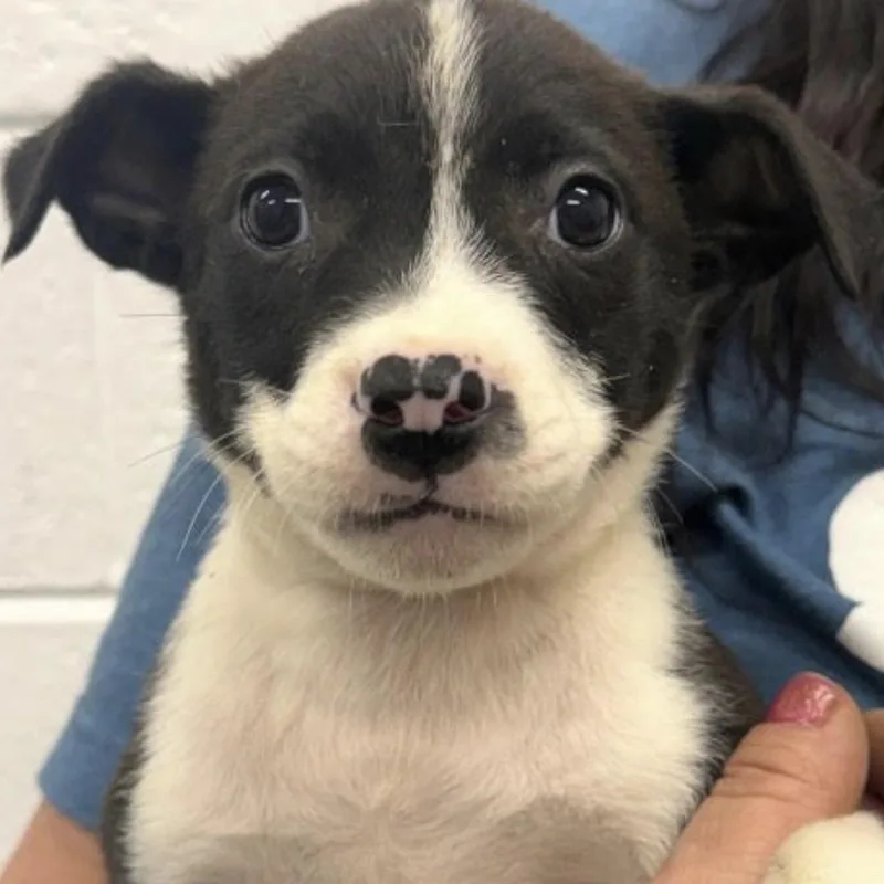 A baby medium-sized female Border Collie dog named Charlotte for adoption in Copiague, NY