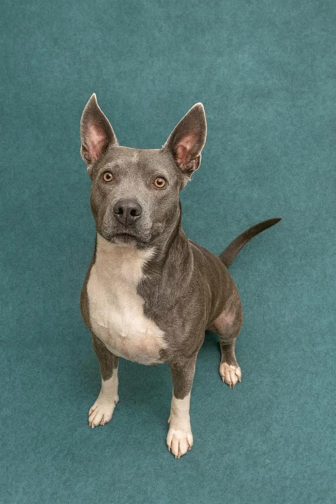 An adult medium-sized female Mixed Breed dog named Bissell for adoption in Florence, SC