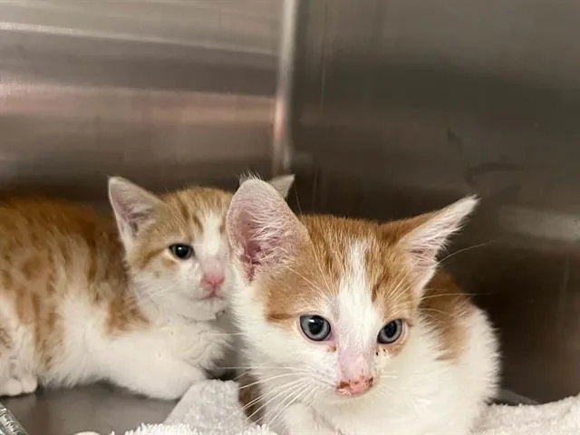 A baby small-sized male Domestic Short Hair cat named Jelly Bean for adoption in Tustin, CA