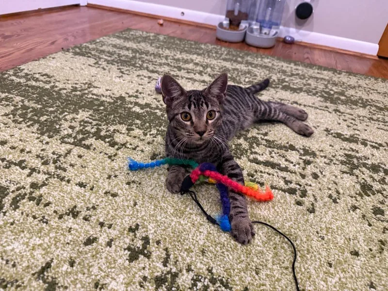 A baby medium-sized male Domestic Short Hair cat named Dc for adoption in Cincinnati, OH